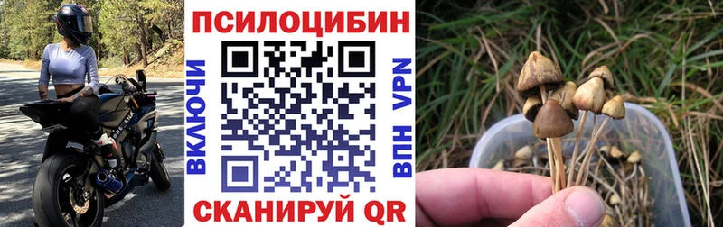 Галлюциногенные грибы Psilocybe  Приморск 